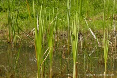Hyla arborea