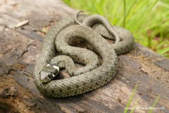 Natrix natrix