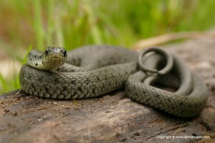 Natrix natrix