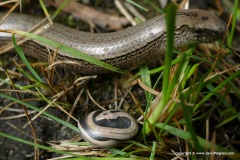Anguis fragilis