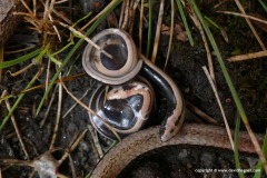 Anguis fragilis