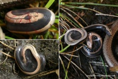 Anguis fragilis