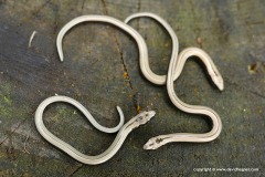 Anguis fragilis