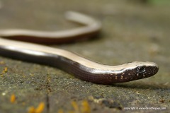 Anguis fragilis