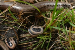 Anguis fragilis