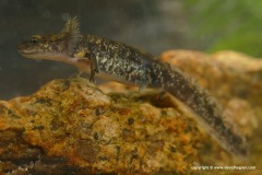 Salamandra salamandra