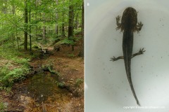 Salamandra salamandra