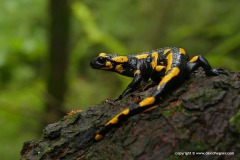 Salamandra salamandra