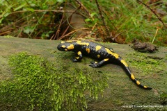 Salamandra salamandra