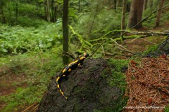 Salamandra salamandra