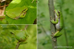 Hyla arborea