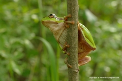 Hyla arborea