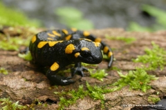 Salamandra salamandra