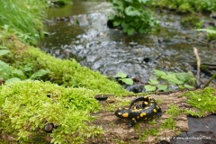 Salamandra salamandra