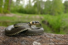 Natrix natrix