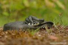Natrix natrix