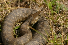 Natrix tessellata