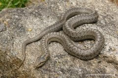 Coronella austriaca