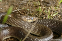 Zamenis longissimus