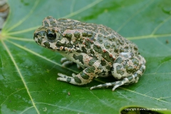 Bufotes viridis