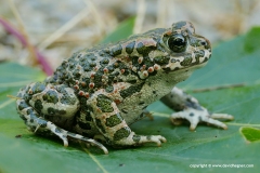Bufotes viridis
