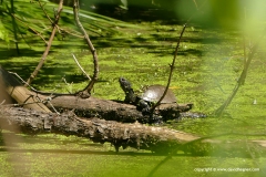 Emys orbicularis