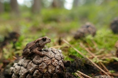 Bufo bufo