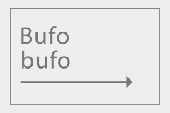 Bufo bufo