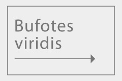 Bufotes viridis