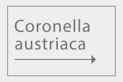 Coronella austriaca