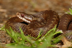 Vipera berus
