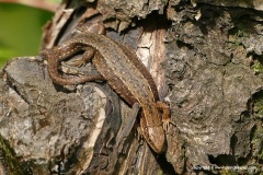 Zootoca vivipara
