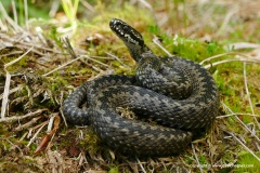 Vipera berus