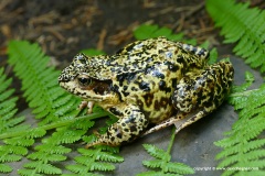 Rana temporaria