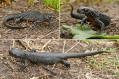 Ichthyosaura alpestris