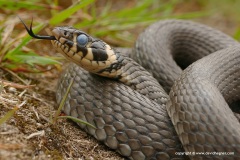 Natrix natrix