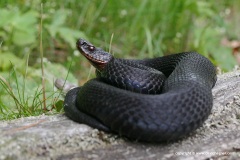 Vipera berus