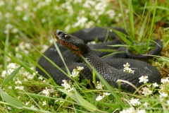 Vipera berus