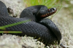 Vipera berus