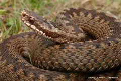 Vipera berus
