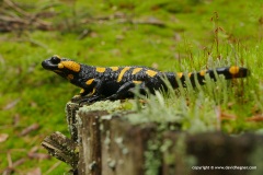 Salamandra salamandra