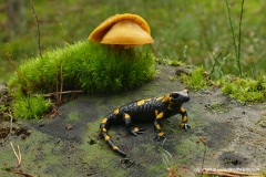 Salamandra salamandra