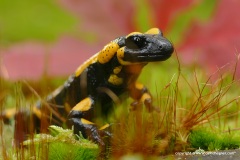Salamandra salamandra