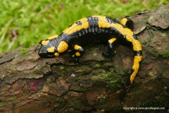 Salamandra salamandra