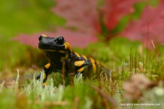 Salamandra salamandra