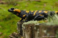 Salamandra salamandra