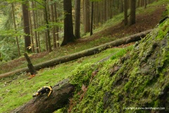 Salamandra salamandra