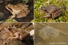 Rana dalmatina