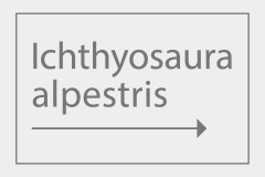 Ichthyosaura alpestris