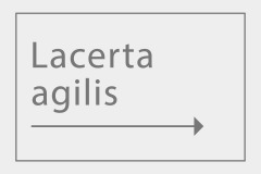 Lacerta agilis